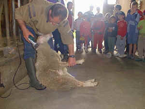 la tonte du mouton