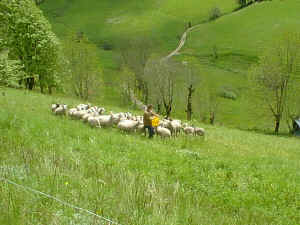 le bonheur est dans le pré